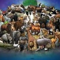 Animal  Welfare  Committee